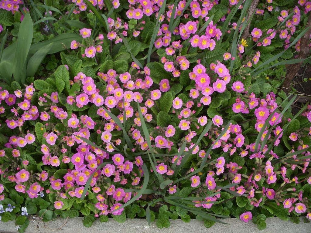 Garden Szivarvany Utcai Vendeghaz 세게드 객실 사진
