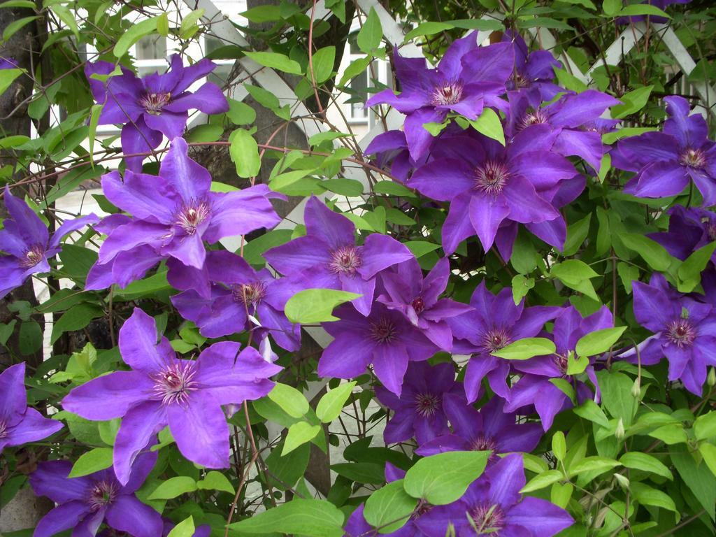 Garden Szivarvany Utcai Vendeghaz 세게드 객실 사진